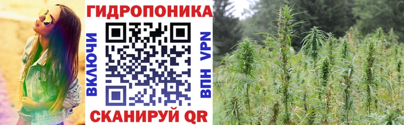 Конопля сатива  как найти закладки  Москва 